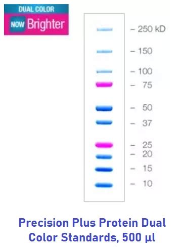 precision protein ladder|Precision Plus Protein™ Dual Color Standards, 500 µl